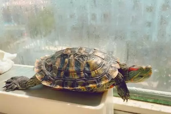 巴西龟生活环境原因(巴西龟不适合深水生活的原因及适宜环境的选择要点)插图5 巴西龟生活环境原因(巴西龟不适合深水生活的原因及适宜环境的选择要点)插图5