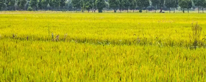 T两优866水稻种子特征特性揭秘(T两优866水稻种子特征特性及病虫害防治揭秘)-会东网