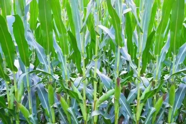 百隆玉303玉米种简介(百隆玉303种特性、产量、适宜区域)插图1