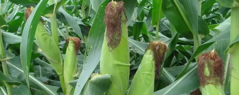 安玉668玉米种子特征特性,注意防治锈病等病虫害要点插图 安玉668玉米种子特征特性,注意防治锈病等病虫害要点插图