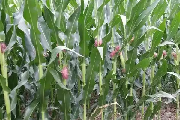 生育期92.3天的SN160玉米品种，有何特别之处？插图2