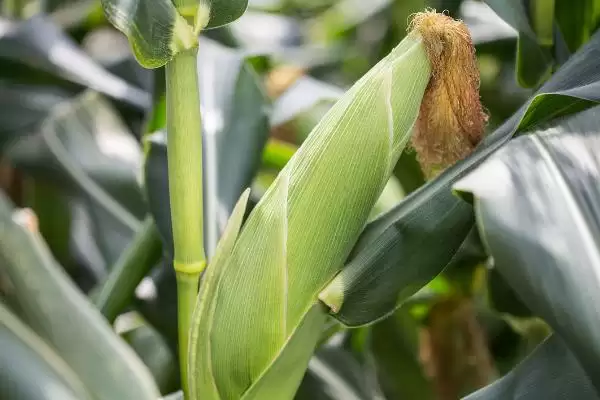 德育919玉米品种简介(德育919玉米品种情况如何)插图1 德育919玉米品种简介(德育919玉米品种情况如何)插图1