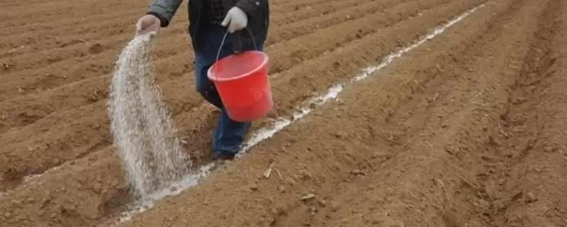 矮壮素使用方法全解析，使用方法和用量依作物而定的原因-会东网