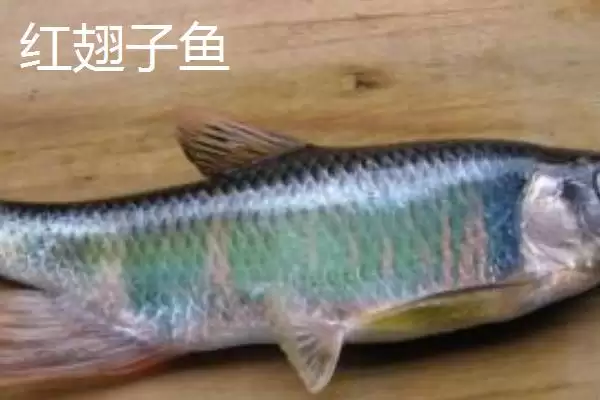 白条鱼与红翅子鱼外观区别 (白条鱼体背青灰与红翅子鱼外观区别在哪)插图6