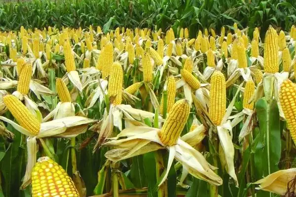 高玉4号玉米种子特点(高玉4号种子抗逆、品质、适应性呢)插图3 高玉4号玉米种子特点(高玉4号种子抗逆、品质、适应性呢)插图3
