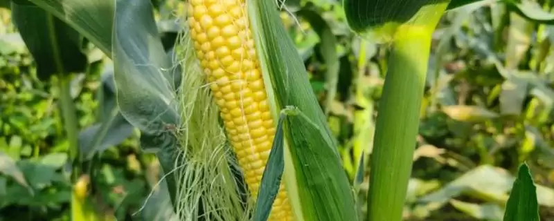 丹诚3号玉米品种的特性(丹诚3号玉米品种特性是什么)-会东网