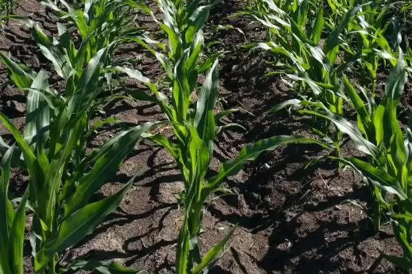 4月中旬播种的JBB978玉米种,到底有何特别之处?插图2 4月中旬播种的JBB978玉米种,到底有何特别之处?插图2