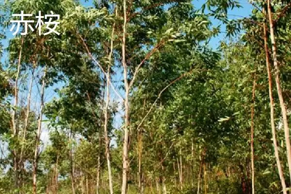 桉树植物揭秘，是常见经济树种的特性插图8