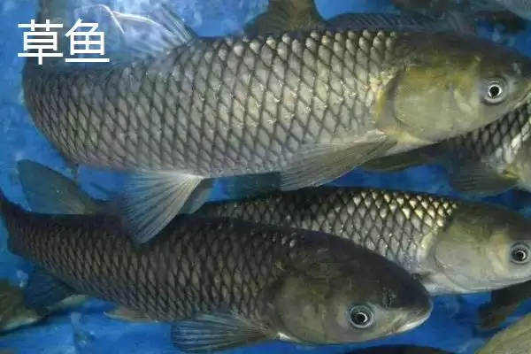 3-4月份为什么不钓鱼(3-4月份不适合钓鱼的具体原因是什么呢)插图5