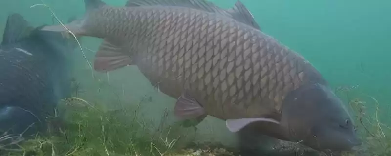 10H鱼竿钓黑坑效果(10H鱼竿在黑坑垂钓中实际效果表现如何呢)-会东网