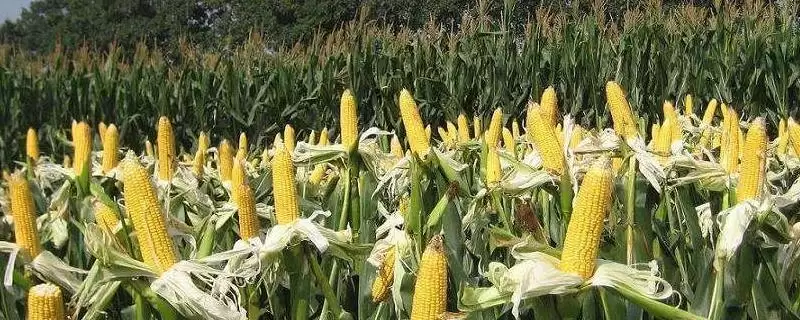 TK001玉米种子全面简介，平均生育期103.9天的奥秘-会东网