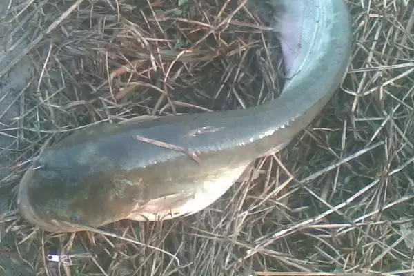 10号丸世钩搭配2.0号子线3.0号主线技巧(10号丸世钩搭配线组技巧要点有哪些)插图4 10号丸世钩搭配2.0号子线3.0号主线技巧(10号丸世钩搭配线组技巧要点有哪些)插图4