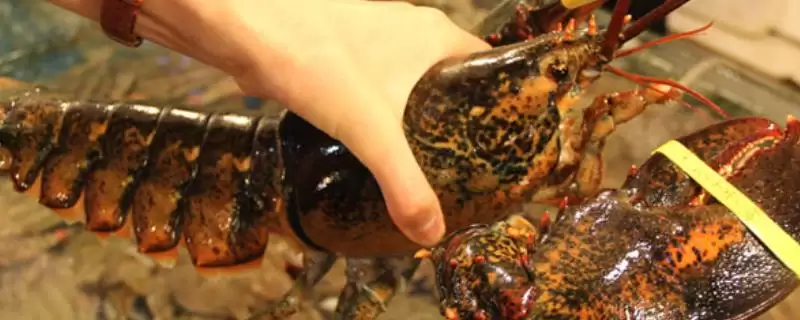 澳洲龙虾养殖饵料人工配比，有哪些关键要点-会东网