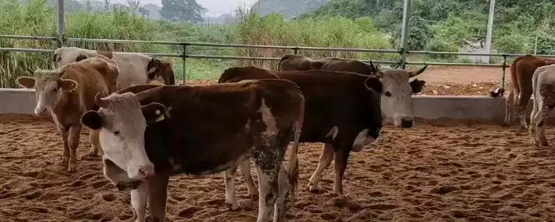 发酵床养牛技术缺点(发酵床养牛技术有啥缺点呢)-会东网