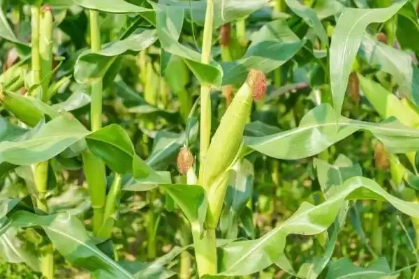 中等肥力以上地块栽培的MC896玉米种子,有啥特点?插图3 中等肥力以上地块栽培的MC896玉米种子,有啥特点?插图3