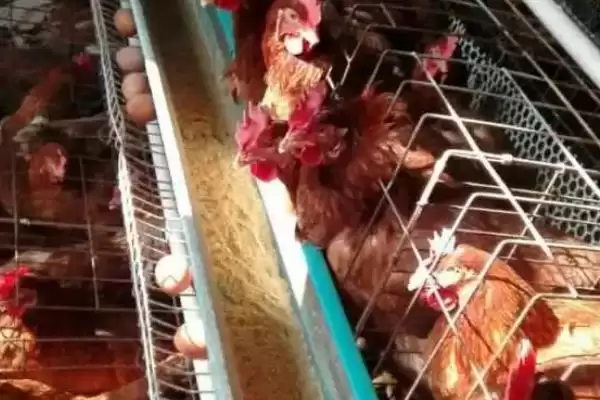 蛋鸡喂什么料下蛋多(蛋鸡喂什么饲料下蛋更多呢)插图3