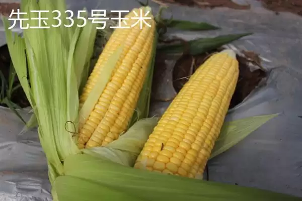 10斤玉米有几个？大约为14-25个左右揭秘插图3