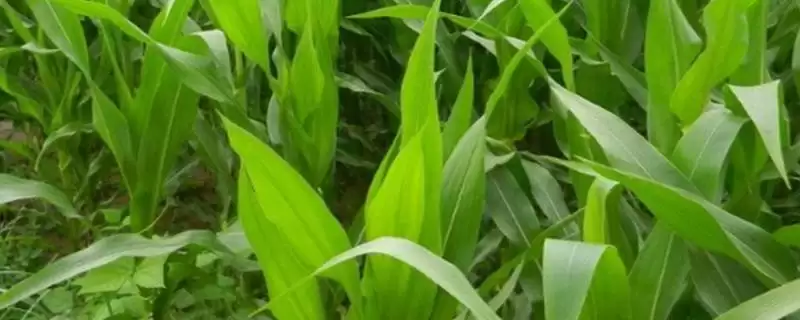 东糯3000玉米品种简介(东糯3000玉米品种详情是啥)-会东网