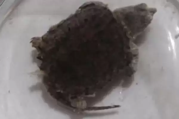 3cm小鳄龟饲养难度小原因(3cm小鳄龟饲养难度小的原因及饲养要点)插图3