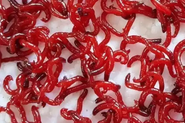 草鱼的钓法(垂钓草鱼有哪些实用的方法呢)插图10 草鱼的钓法(垂钓草鱼有哪些实用的方法呢)插图10