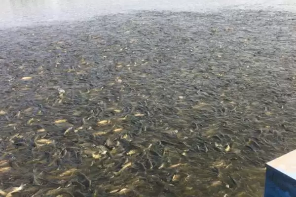 2-3 厘米草鱼苗食物选择 (2-3 厘米草鱼苗吃浮游生物等的原因是什么)插图4
