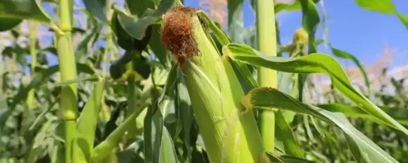 丰田6号玉米种子介绍(丰田6号种子特点、种植、产量效益)-会东网
