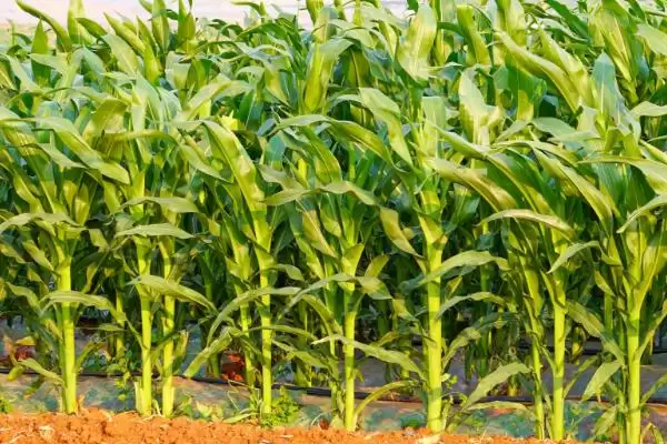 沧玉76玉米种子简介(沧玉76玉米种子具体介绍要点有啥)插图1