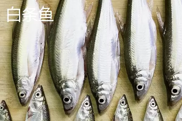 白条鱼与红翅子鱼外观区别 (白条鱼体背青灰与红翅子鱼外观区别在哪)插图1