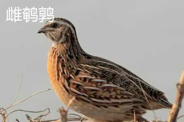 鹌鹑与芦丁鸡差异(鹌鹑与芦丁鸡科属等差异及其在养殖中的不同要点)插图3