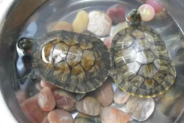 巴西龟生活环境原因(巴西龟不适合深水生活的原因及适宜环境的选择要点)插图4 巴西龟生活环境原因(巴西龟不适合深水生活的原因及适宜环境的选择要点)插图4