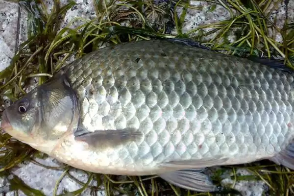 10号丸世钩可以钓多重的鱼(10号丸世钩在不同鱼情下能钓多大重量的鱼呢)插图2