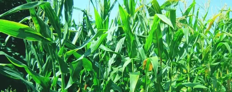 6月上中旬播种的Kt666玉米种子,特性是什么?-会东网