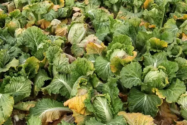 白菜烧心防治(白菜烧心防治方法及其在白菜种植中的预防措施)插图2 白菜烧心防治(白菜烧心防治方法及其在白菜种植中的预防措施)插图2