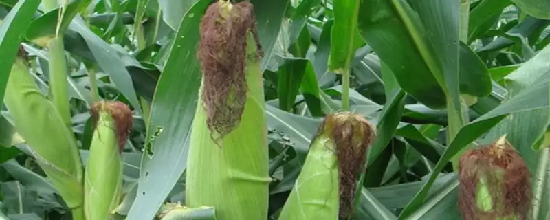 出苗至成熟116天的R7005玉米种,有何特别之处?插图 出苗至成熟116天的R7005玉米种,有何特别之处?插图