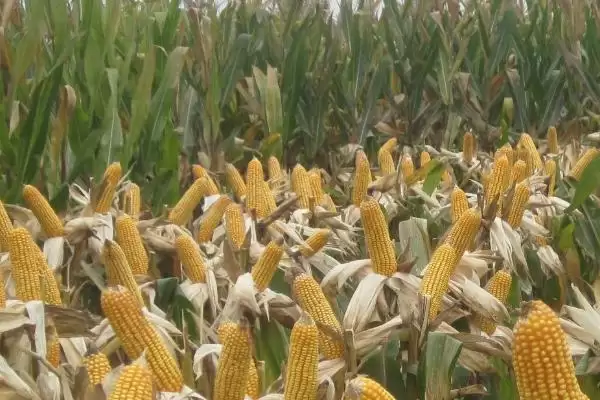 DF992玉米种子4-5月上旬适宜播期的要点插图3 DF992玉米种子4-5月上旬适宜播期的要点插图3