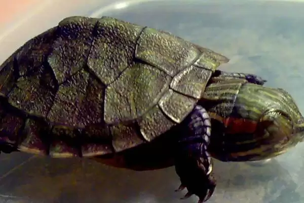 巴西龟冬眠覆盖物讲究(巴西龟冬眠盖盆栽泥或干草的讲究和注意事项)插图2