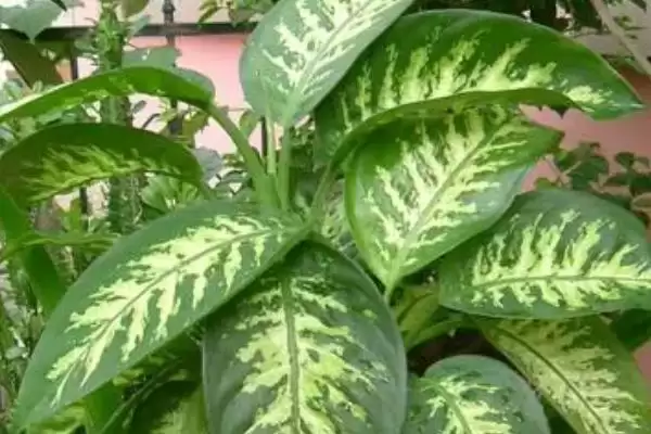 斑马万年青的养殖方法(斑马万年青光照、浇水、施肥咋操作)插图3 斑马万年青的养殖方法(斑马万年青光照、浇水、施肥咋操作)插图3