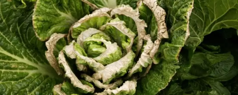 白菜烧心防治(白菜烧心防治方法及其在白菜种植中的预防措施)插图 白菜烧心防治(白菜烧心防治方法及其在白菜种植中的预防措施)插图