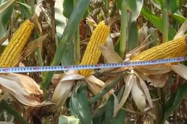 中抗茎腐病的M1508玉米种子，有何独特之处？插图3