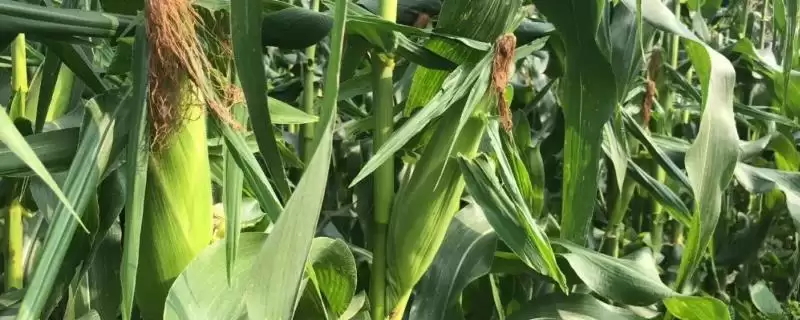 白糯158玉米种子高抗大斑病,特性有哪些-会东网