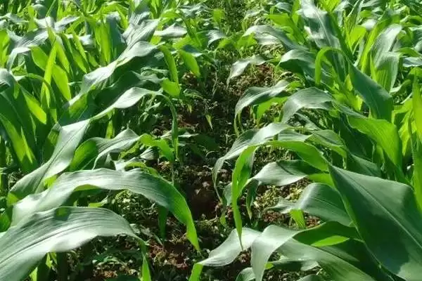 TQ3136玉米品种特性剖析,中上等肥力地块种植优势插图3 TQ3136玉米品种特性剖析,中上等肥力地块种植优势插图3