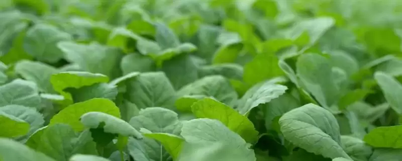 12月不适合种油菜(12月因温度低不适合种油菜的具体温度影响分析)-会东网