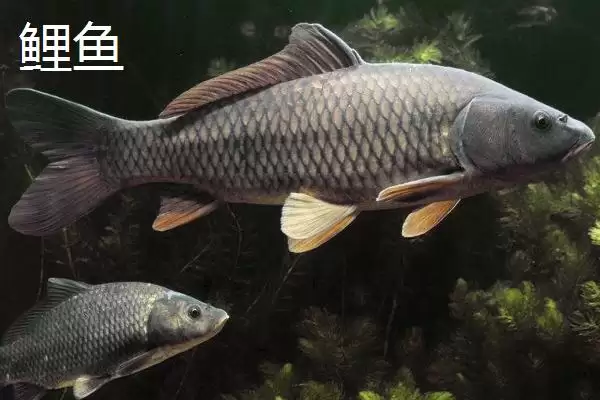 3.0号主线1.5号子线能钓多大鱼(3.0号主线搭配1.5号子线能钓多大的鱼呢)插图4