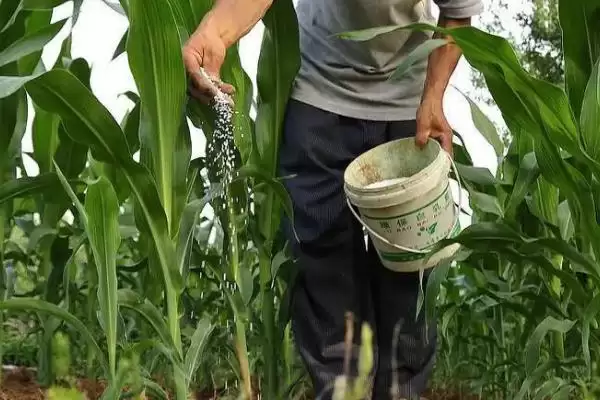 广玉688玉米种简介(广玉688种特性、产量、适宜种植区)插图3
