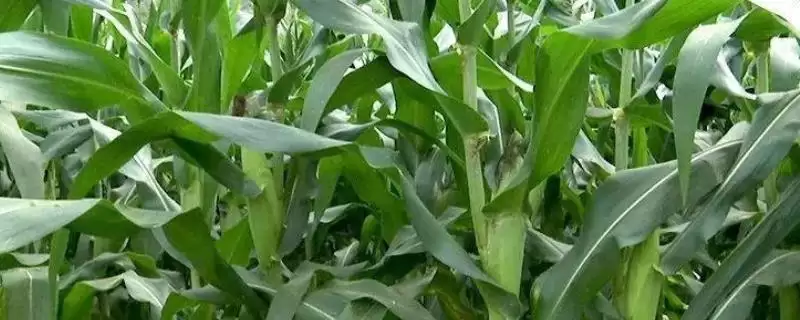 成玉938玉米种子特征特性(成玉938玉米种子有啥特征特性呢)-会东网