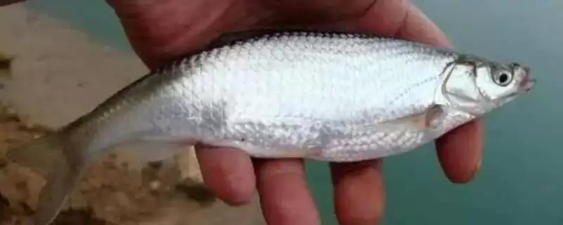 白条鱼极不耐低氧的原因 (白条鱼极不耐低氧的原因和防治方法是啥)-会东网