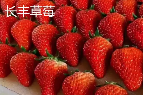 凤台县著名特产是什么 (凤台县朱马店糯米成为米中上品的独特优势)插图6