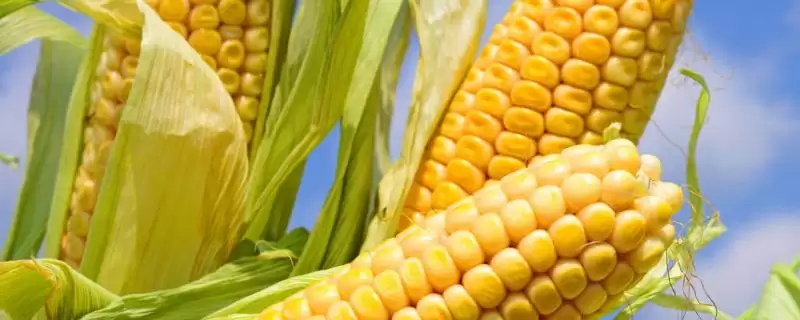 川单917玉米品种简介(川单917玉米品种介绍内容是什么呢)插图 川单917玉米品种简介(川单917玉米品种介绍内容是什么呢)插图
