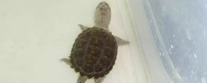 3cm小鳄龟饲养难度小原因(3cm小鳄龟饲养难度小的原因及饲养要点)-会东网