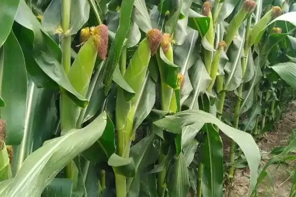 福润和216玉米种子特点(福润和216种子抗病、抗倒、产量表现)插图1